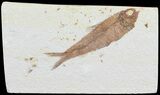 Knightia Fossil Fish - Wyoming #60478-1